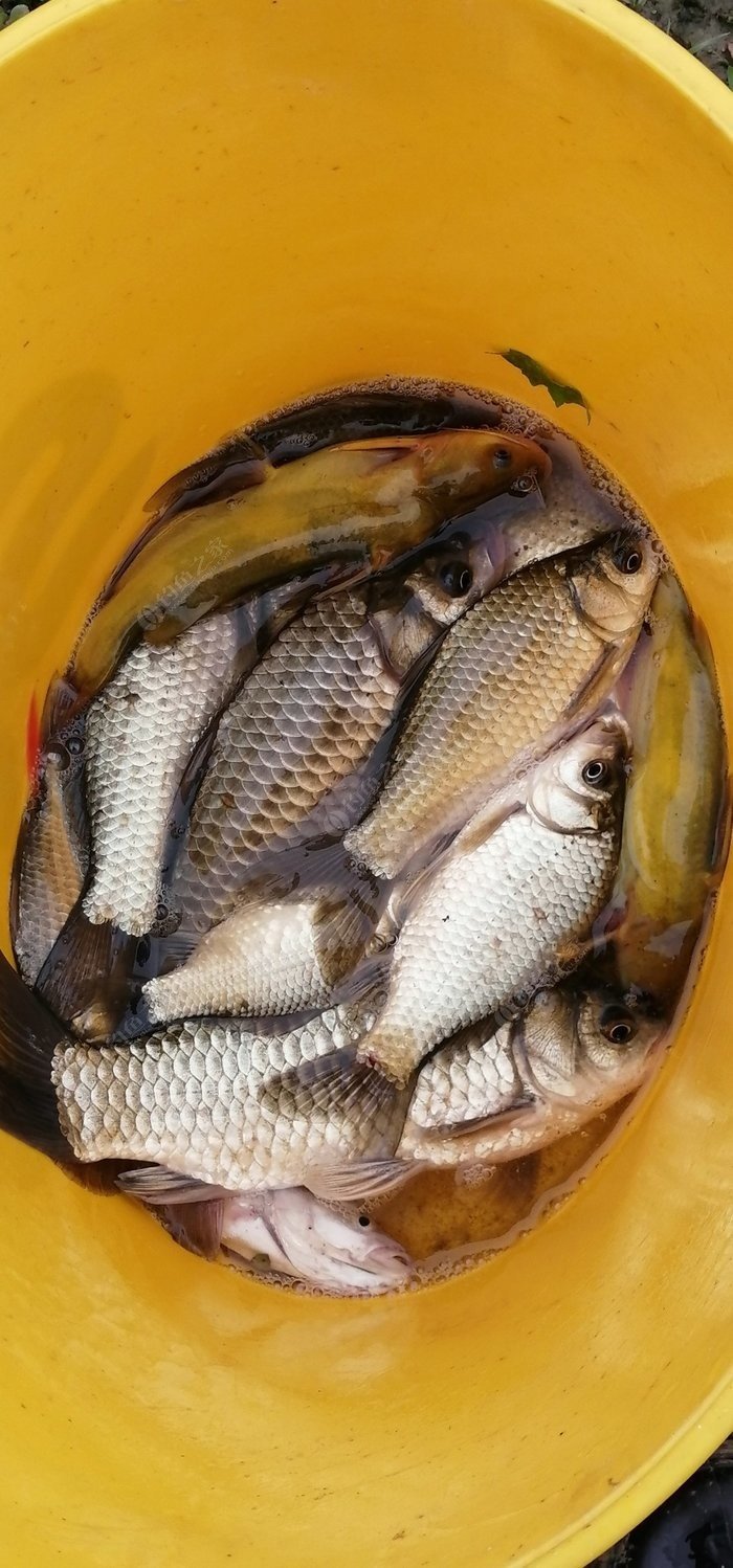 鯉魚斷水能活多久_鯉魚為什么不進網_鯉魚網停更了嗎