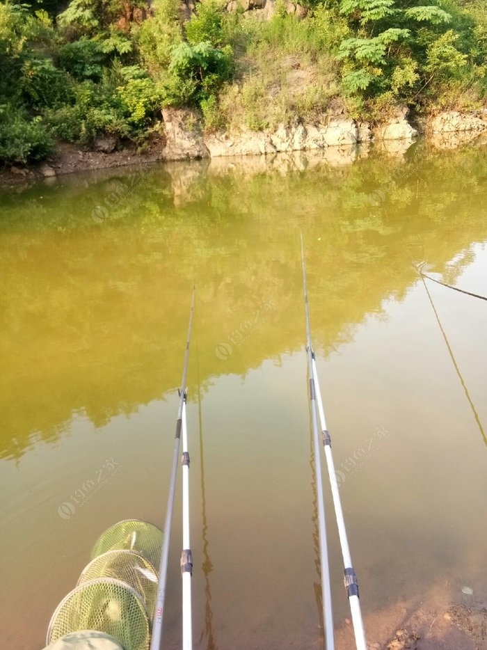 鯉魚斷水能活多久_鯉魚為什么不進網_鯉魚網停更了嗎