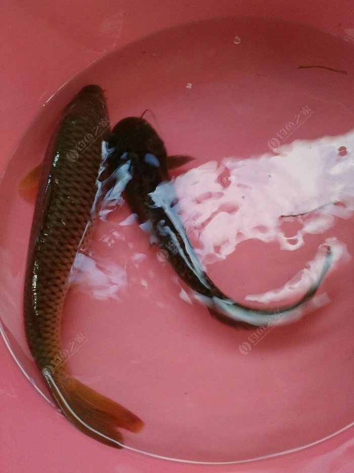 夏天野河釣魚用什么餌料最好_夏季野河釣魚游戲_夏季河邊釣魚釣點選擇