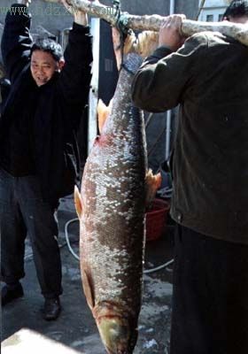 馬林魚是旗魚嗎_馬林魚是什么魚_馬林魚值錢嗎