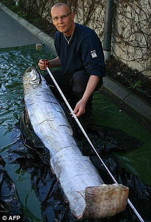 馬林魚值錢嗎_馬林魚是什么魚_馬林魚是旗魚嗎