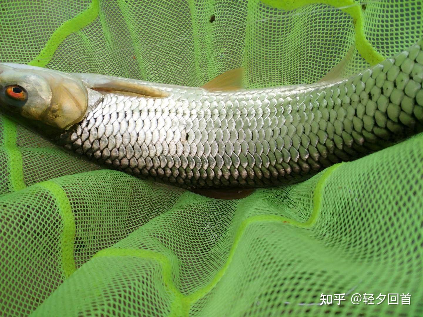 麥穗魚好吃嗎_麥穗魚的做法大全_麥穗魚的作用