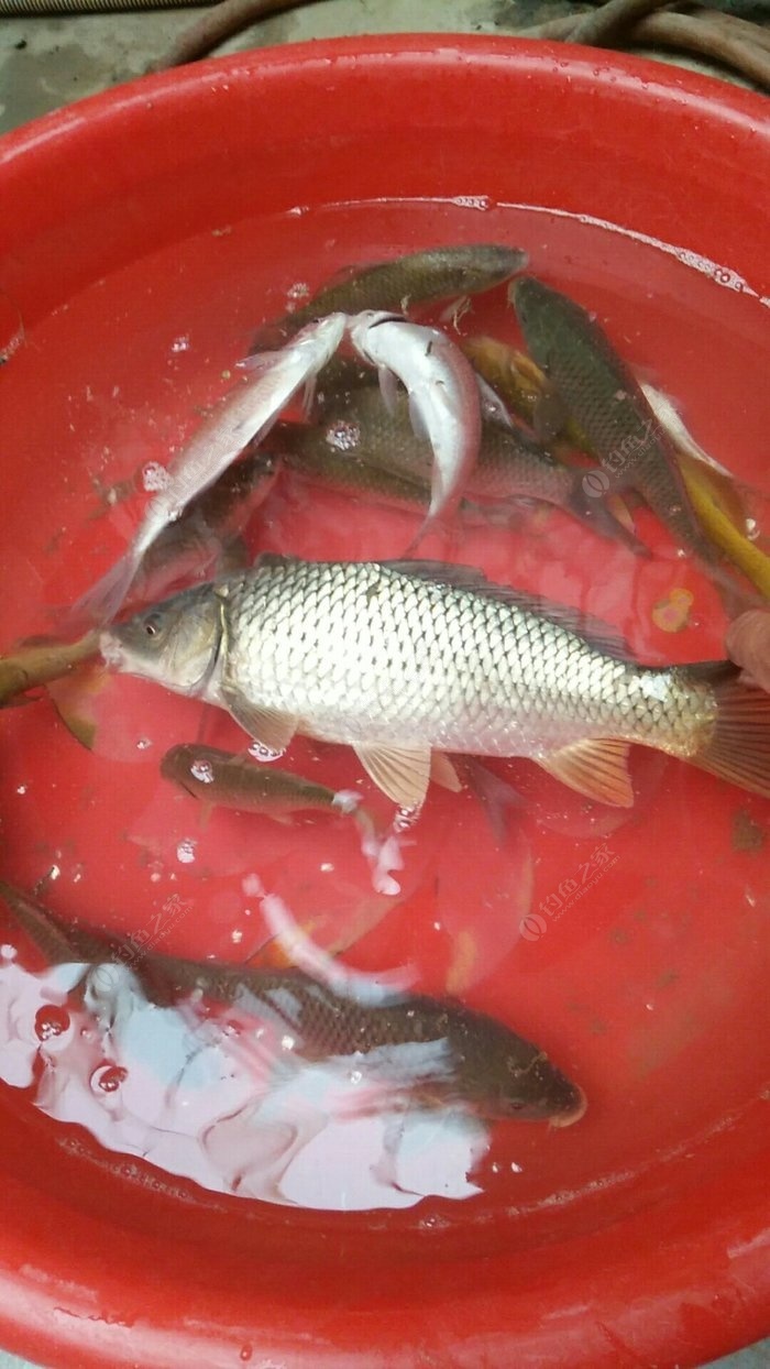 釣魚蚯蚓留多長_釣大魚蚯蚓到底好不好_為什么蚯蚓釣不到大魚