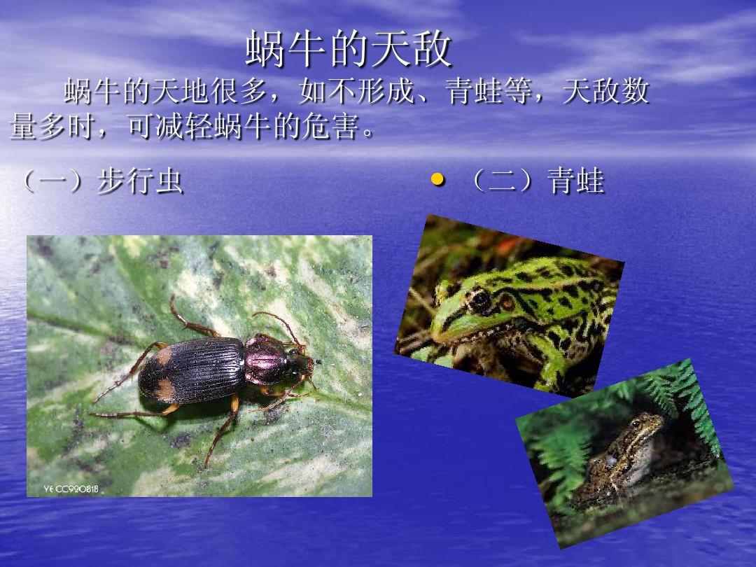最大的龜_龜大王_龜鹿補腎丸大丸