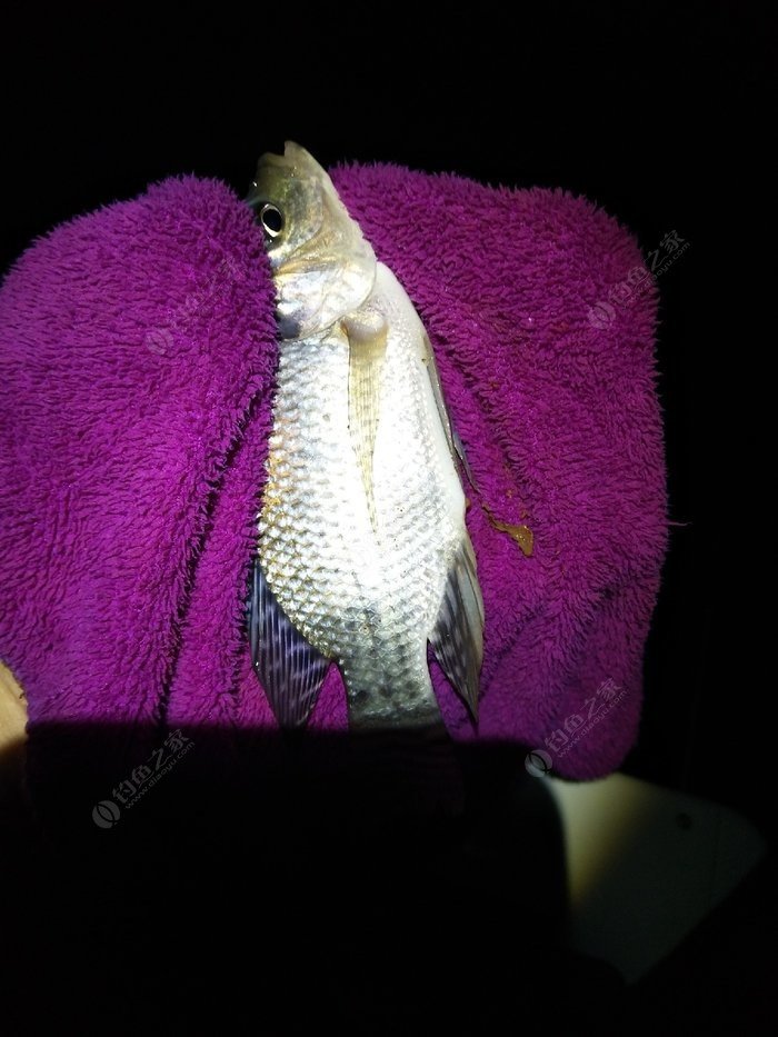 3.5號主線2.0號子線能釣多大的魚_主線釣多大的魚_多大主線釣多大魚
