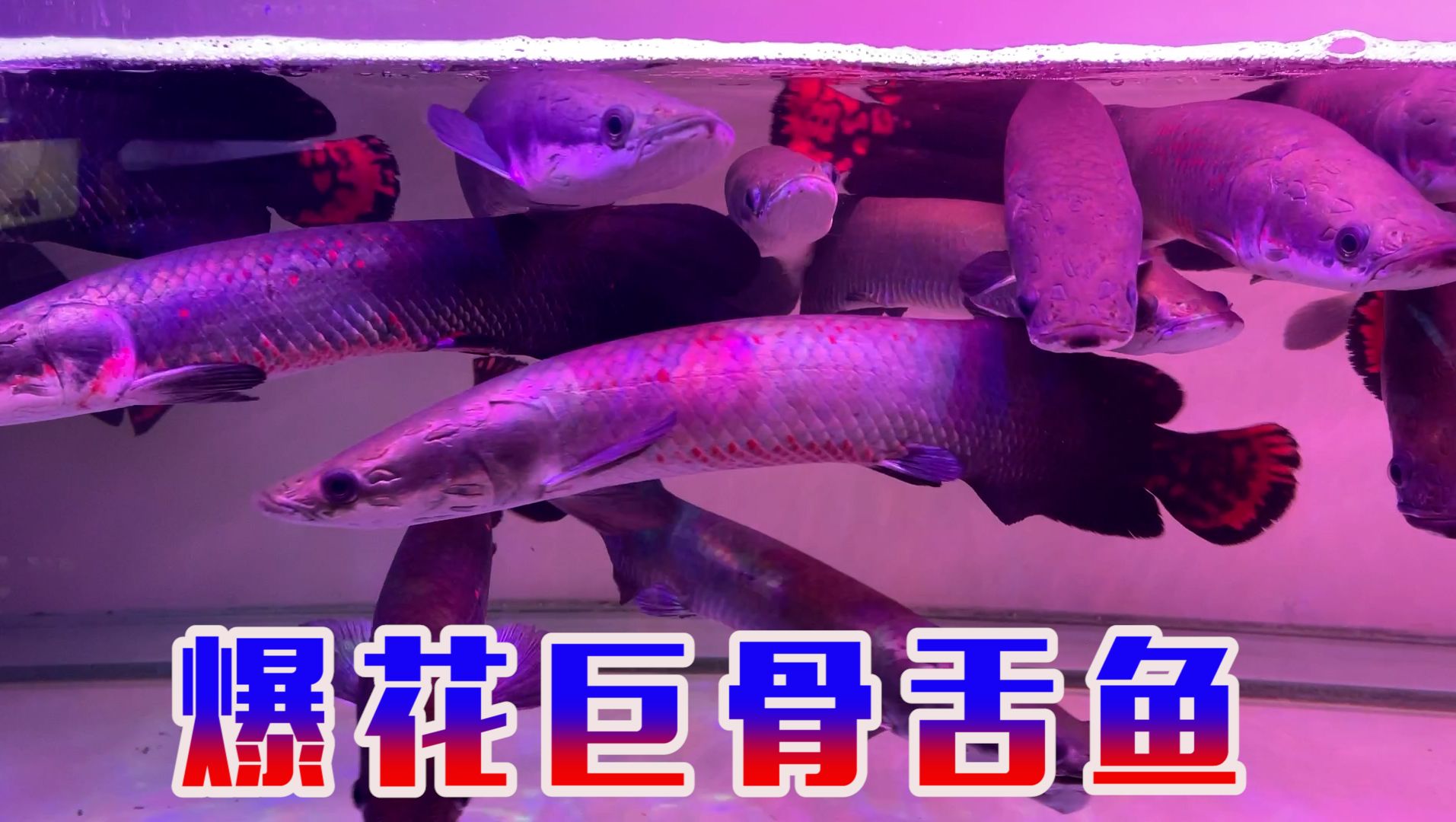 巴沙龍利魚的區別_巴沙龍利魚_鰨目魚是龍利魚還是巴沙魚