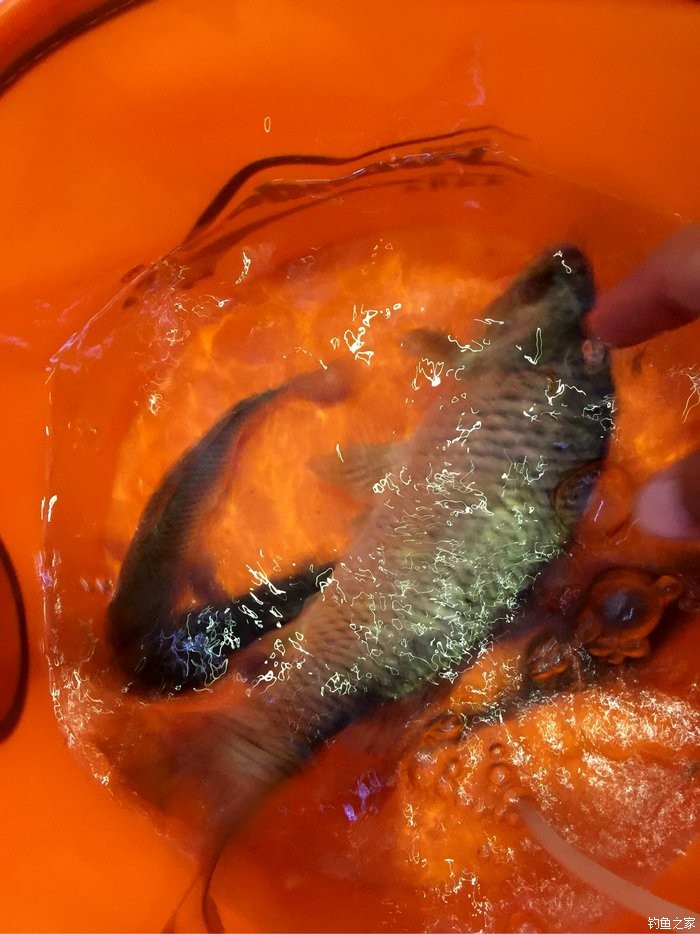 冬釣鯽魚用什么商品餌最好_冬釣鯽魚用什么餌料最好_冬釣鯽魚用什么窩料