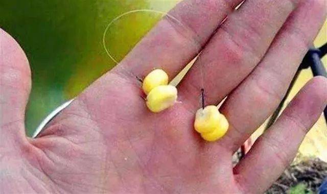 野釣草魚視頻李大毛_李大毛釣草洞鯽魚_草魚餌料配方大全李大毛