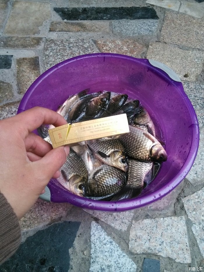 冬釣鯽魚的線組搭配_冬釣鯽魚用多大的主線_冬釣鯽魚線組搭配