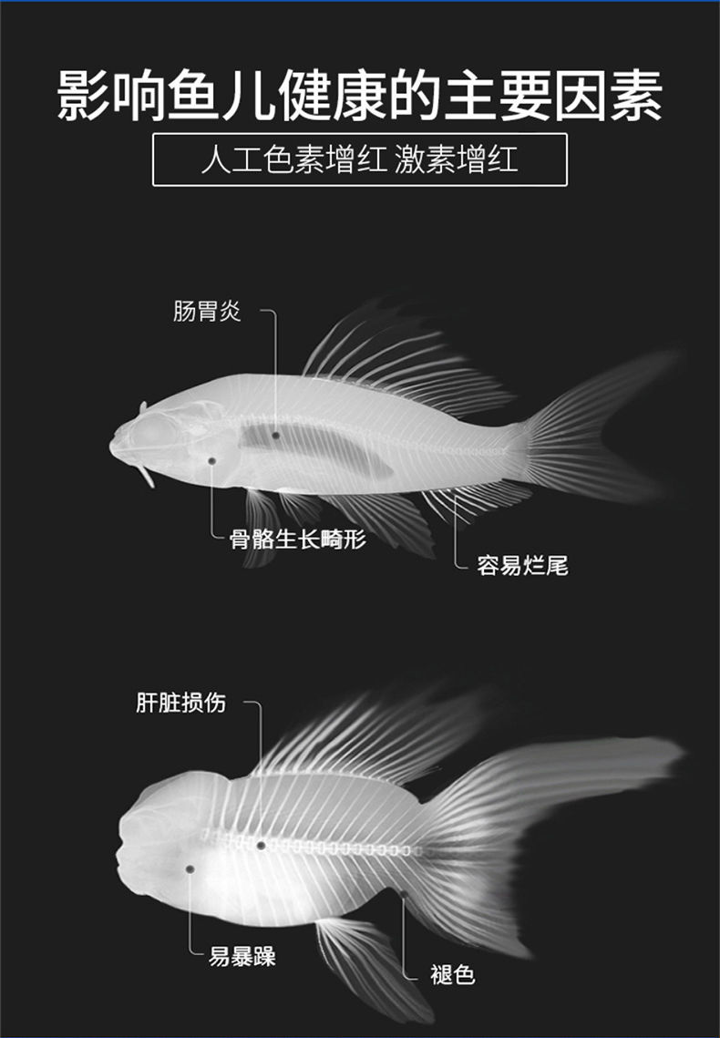 金色鯉魚怎么養_金色鯉魚養殖方法圖解_金色鯉魚養殖方法