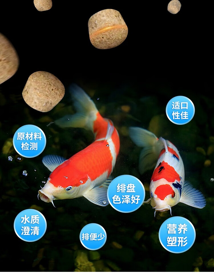 金色鯉魚養殖方法圖解_金色鯉魚怎么養_金色鯉魚養殖方法