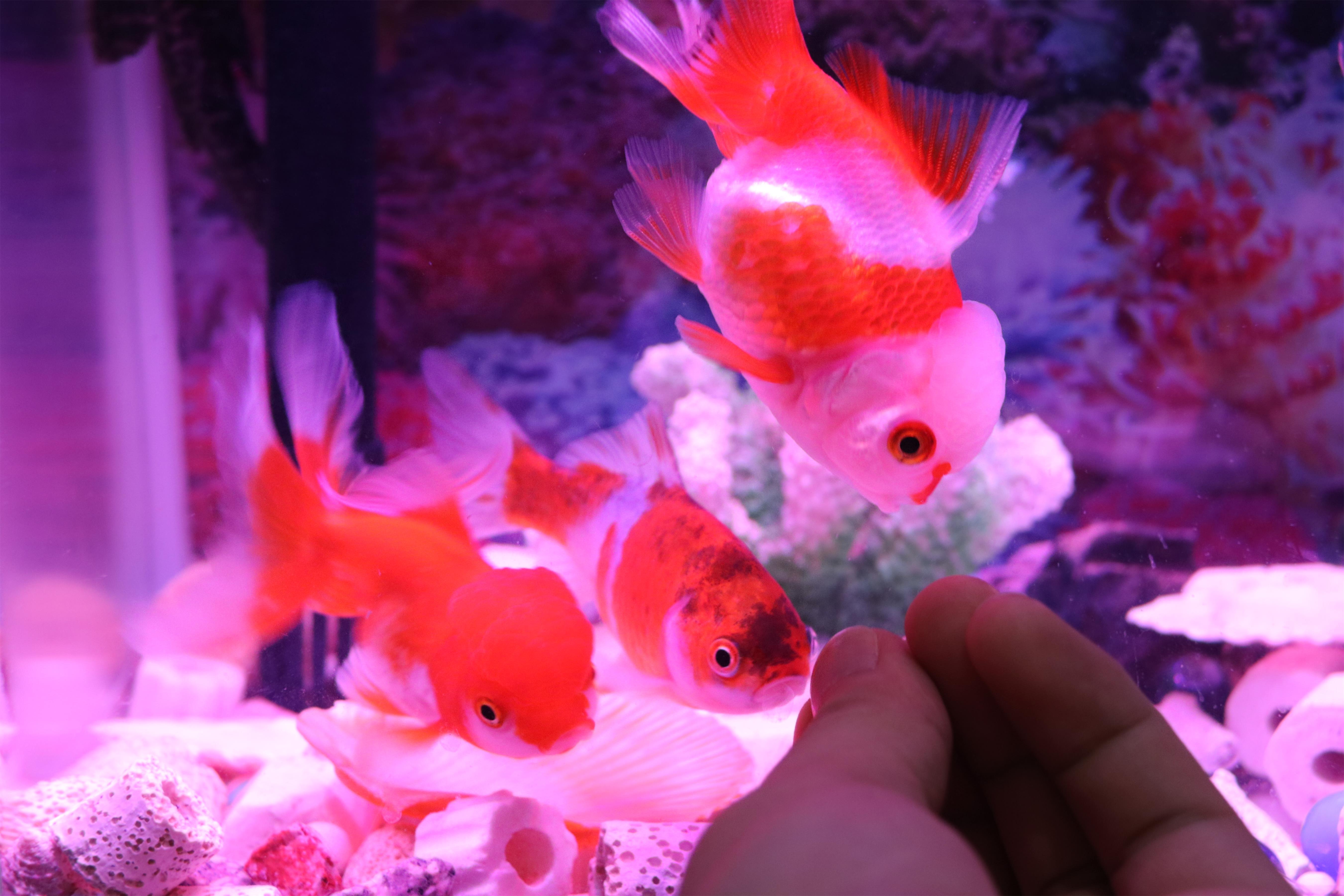 金色鯉魚養殖方法視頻_金色鯉魚養殖方法_金色鯉魚養殖方法圖解