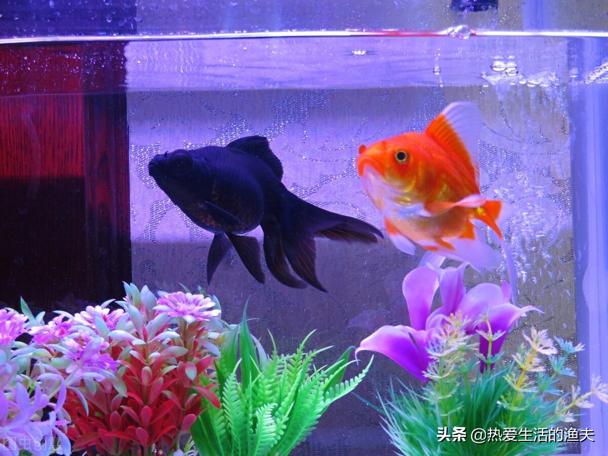金色鯉魚養殖方法視頻_金色鯉魚養殖方法_金色鯉魚養殖方法圖解