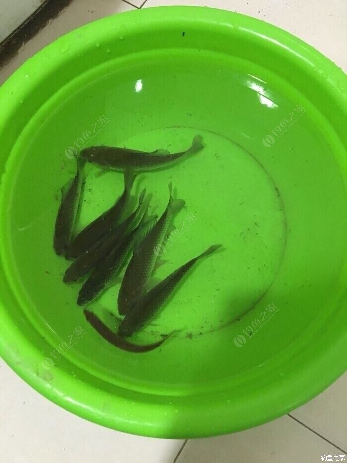 紅鯧魚怎么釣_釣紅鯧魚用什么打窩_釣紅鯧魚的最佳時間