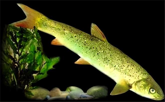 紅加吉魚與黑加吉魚_紅古魚一斤多少錢_魚錢錢怎么吃