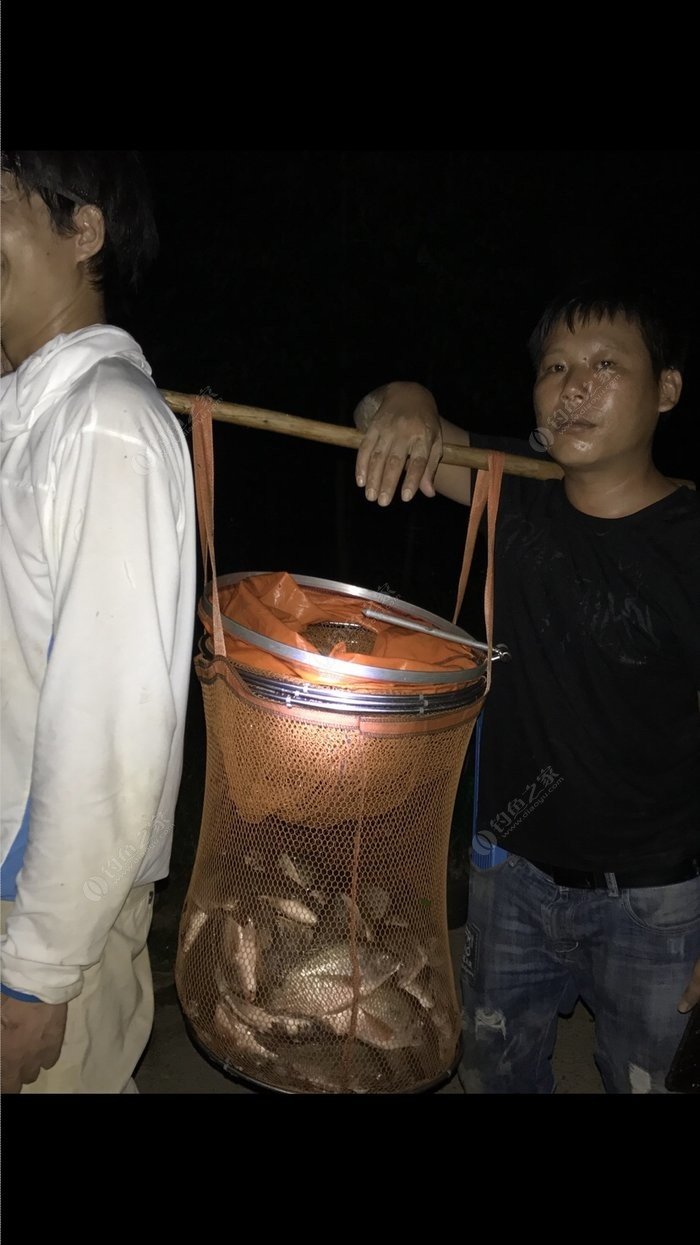 紅鯽魚是什么魚_鯽魚發紅是什么病_鯽魚變紅色是怎么回事啊