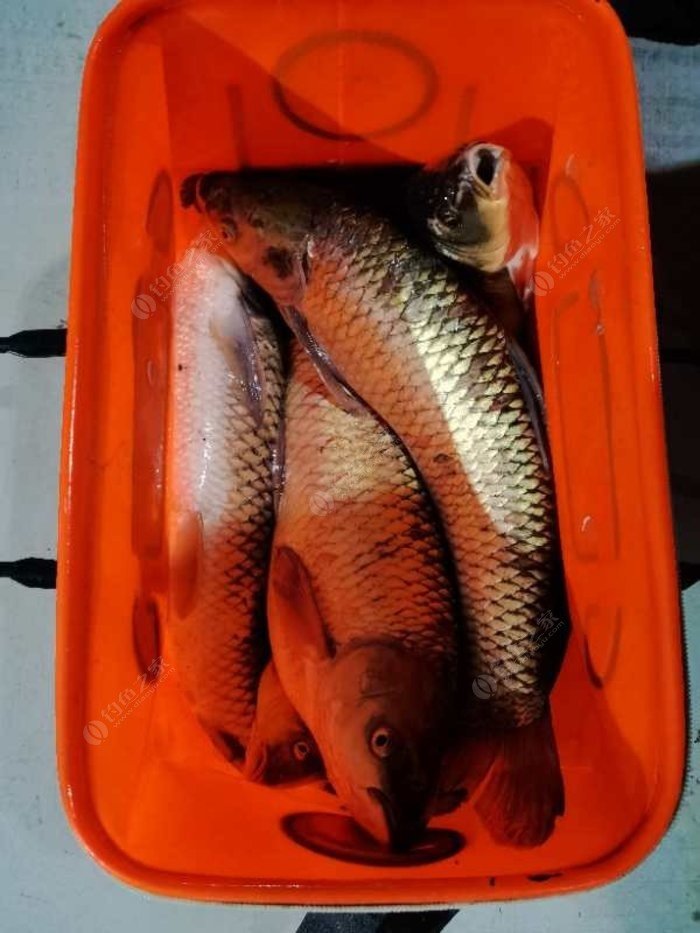 天元鯉魚餌料配方_臺釣鯉魚餌料天元_天元釣鯉魚餌料配方