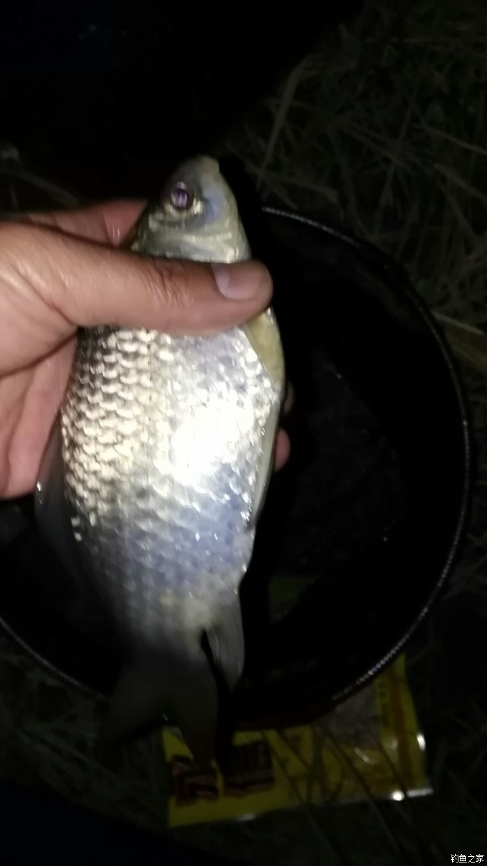 鉤鯉魚合適用臺釣還是臺釣_臺釣鯉魚用什么鉤合適_臺釣鯉魚用什么鉤