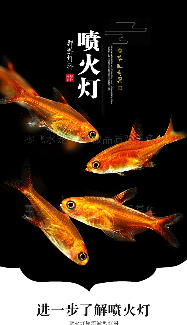 紅綠燈懷孕了的征兆_懷孕的紅綠燈魚_紅綠燈魚懷孕清晰圖