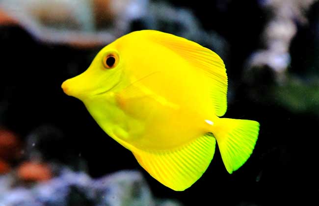 紅綠燈魚懷孕清晰圖_懷孕的紅綠燈魚_紅綠燈懷孕了的征兆