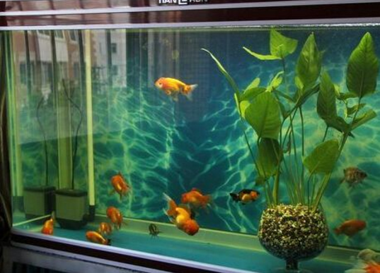 養紅綠燈魚的魚缸造景_紅綠燈魚怎么養最好_養紅綠燈魚用什么顏色燈
