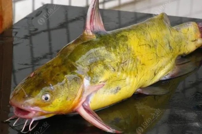 神仙傳2級釣魚地點_釣魚的神仙_釣神傳說