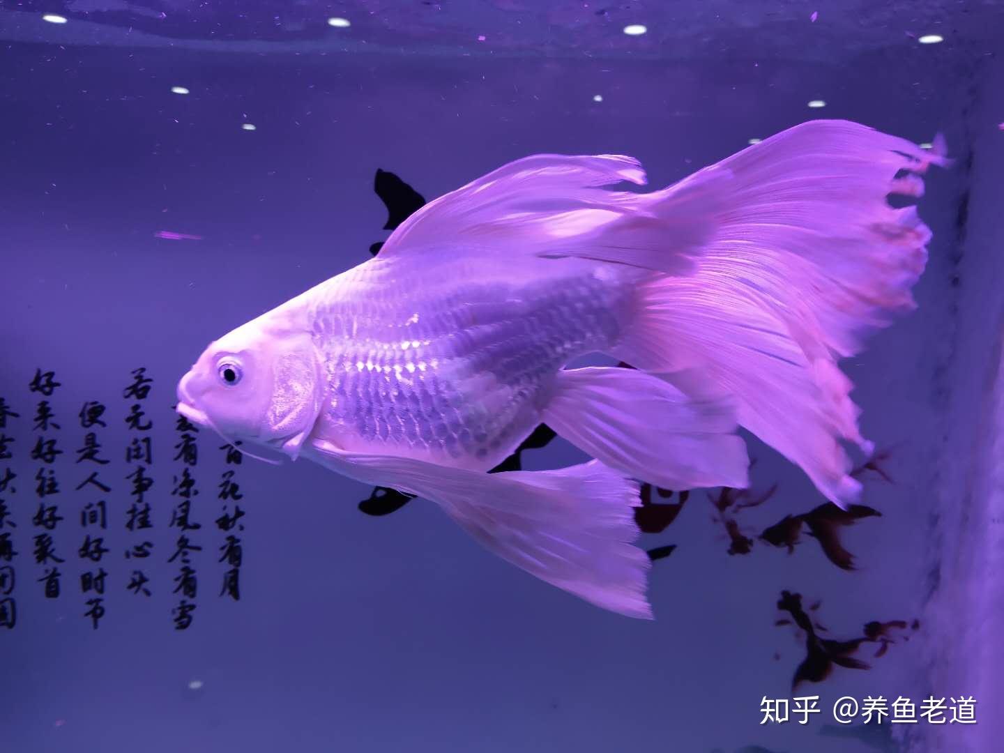 養紅綠燈魚的技巧_紅綠燈的魚好養活嗎_紅綠燈魚怎么養最好