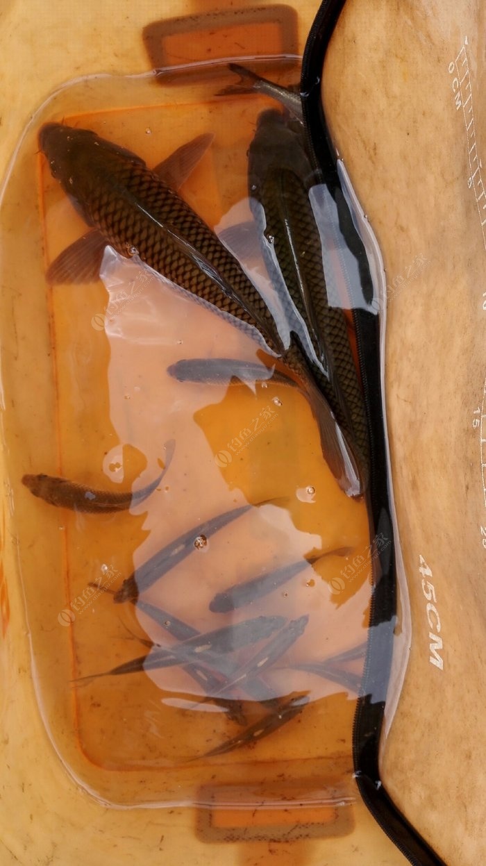 臺釣鯉魚用什么鉤子_鉤子鯉魚用臺釣好嗎_臺釣鯉魚用什么鉤