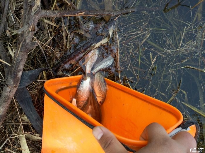 臺釣鯉魚用什么鉤子_臺釣鯉魚用什么鉤_鉤子鯉魚用臺釣好嗎