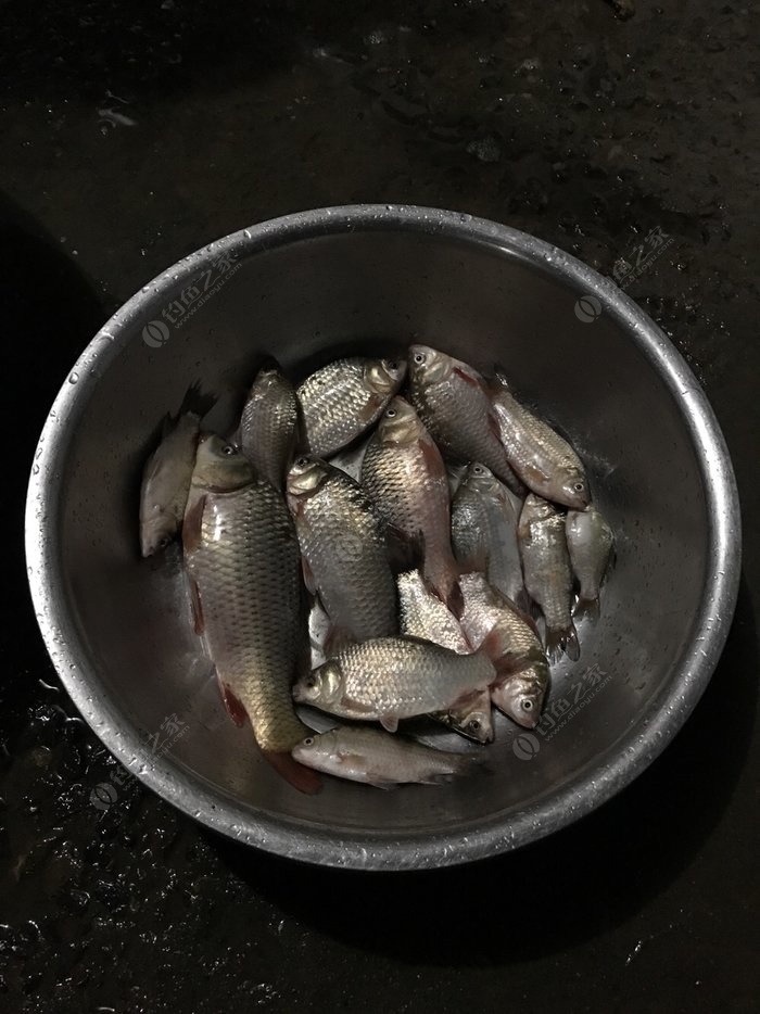 釣土豆配方餌料鰱魚怎么釣_土豆釣鰱魚餌料配方_釣土豆配方餌料鰱魚怎么做