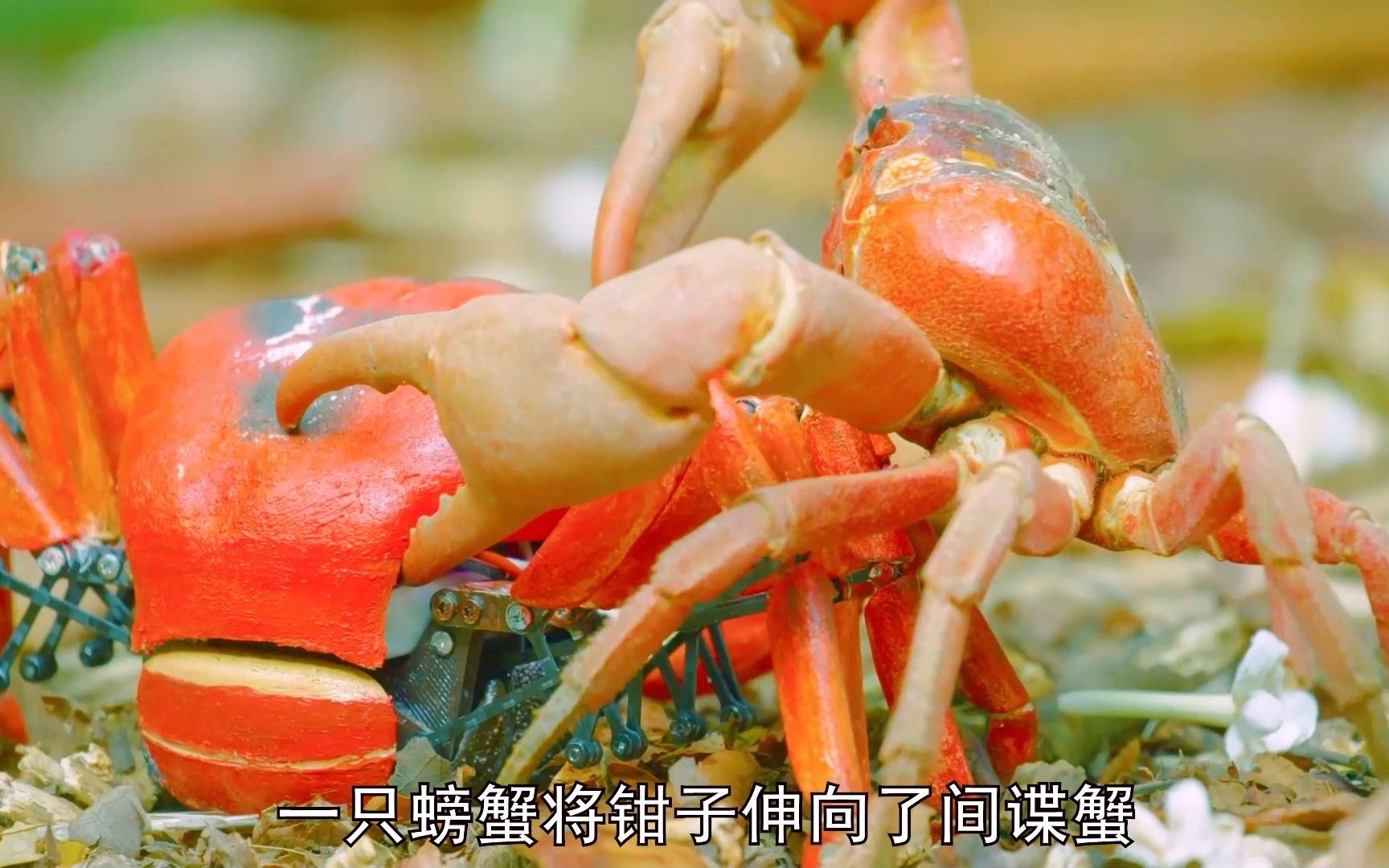 蟹的紅色的是什么_紅色的寵物螃蟹是什么品種_紅蟹是什么動物
