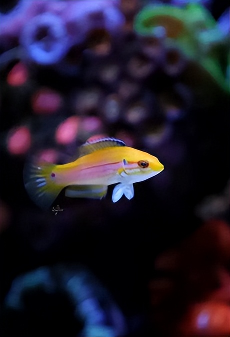 眼睛紅色海魚大全圖片_紅色大眼睛的海魚_眼睛紅色的魚