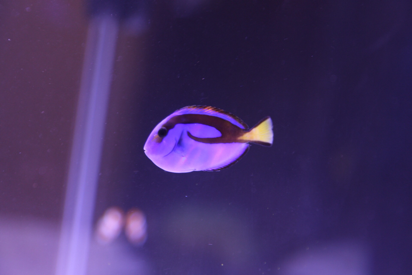 海魚大眼睛紅色魚_紅色大眼睛的海魚_眼睛紅色的海魚