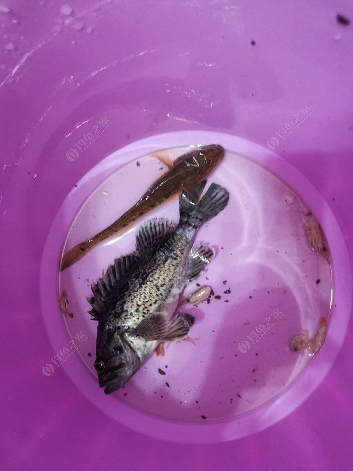 鄧剛和聶小雨什么關系_釣魚界聶小雨_聶小雨鄧剛釣魚視頻