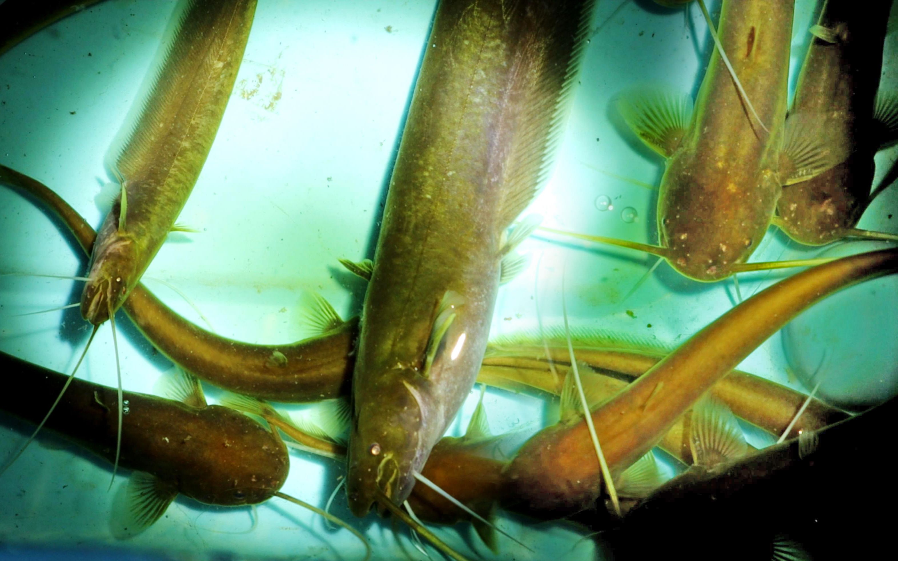 埃及鯰魚吃草嗎_埃及鯰魚吃什么_埃及鯰魚為什么不能吃