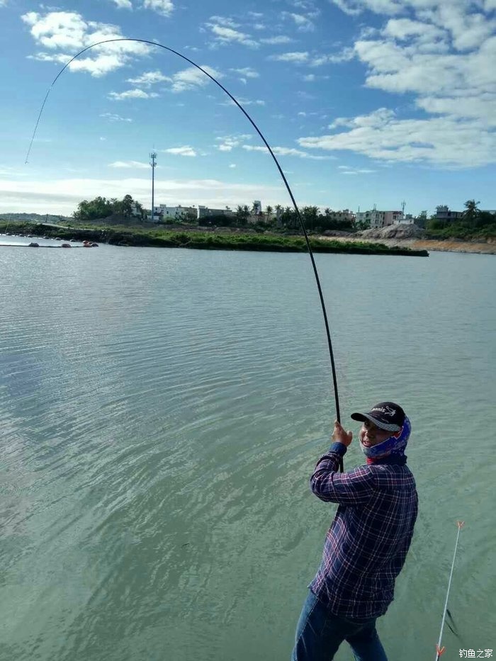 埃及鯰魚吃什么_埃及鯰魚為什么不能吃_埃及鯰魚吃草嗎