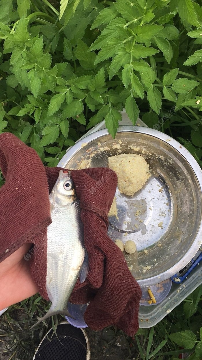 阿魏釣魚用法_阿魏釣魚真的有用嗎_我想知道阿魏釣魚到底有沒有用