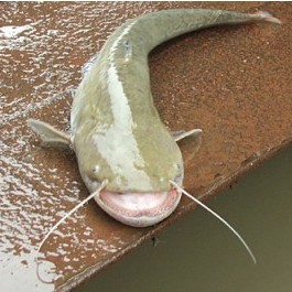 埃及鯰魚吃羅非魚嗎_埃及鯰魚吃什么_埃及鯰魚為什么不能吃