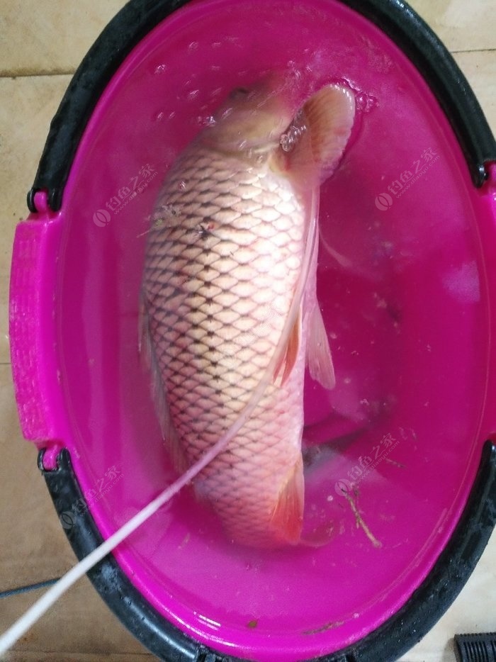 釣魚視頻大魚_釣大魚視頻_釣大魚的視頻大全高清