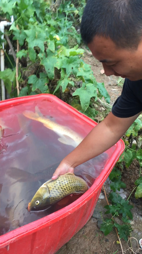 釣大魚的視頻大全高清_釣魚視頻大魚_釣大魚視頻