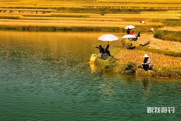 急水釣魚技巧視頻_釣水魚視頻教程_無水印釣魚視頻