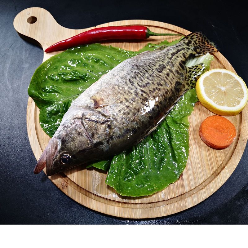 桂花魚有什么用_桂花魚桂花魚_桂花魚多少錢一斤