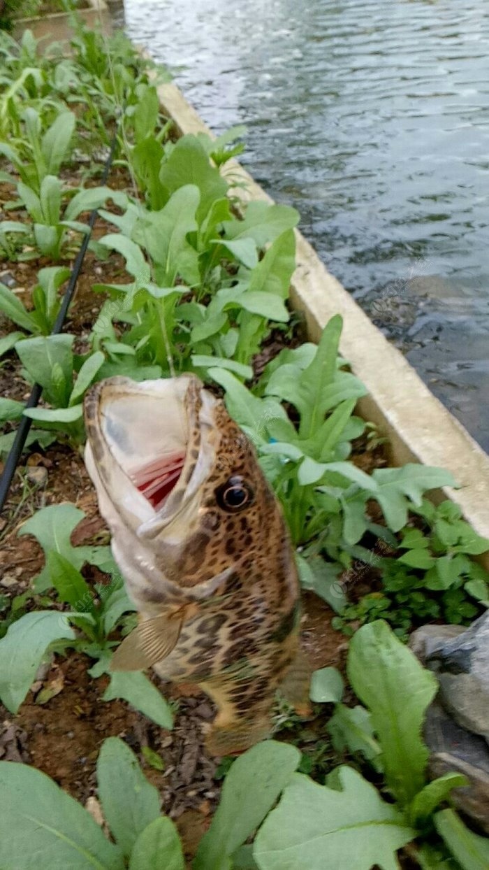 桂花魚有什么用_桂花魚多少錢一斤_桂花魚桂花魚