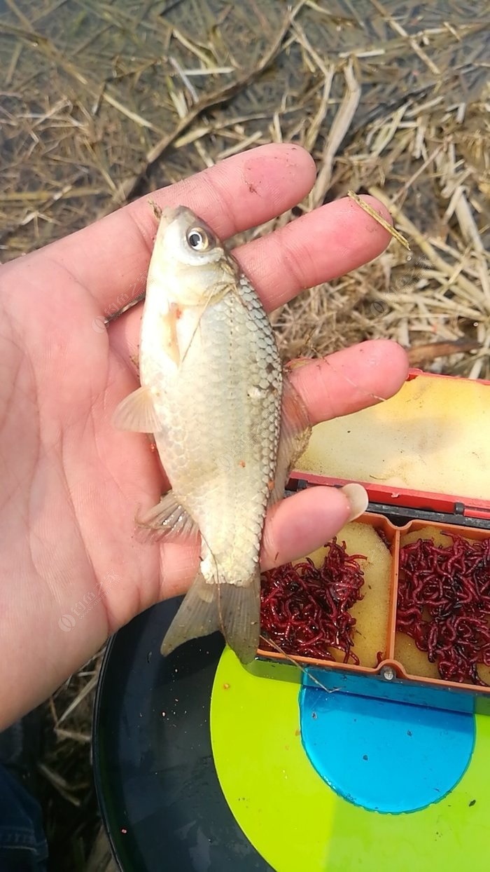 急水釣魚技巧視頻_釣水魚視頻教程_急水中釣魚視頻