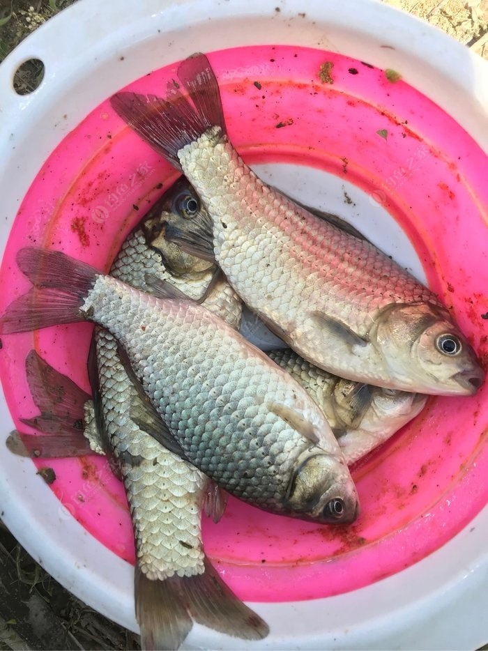 各種類型魚鉤的優缺點_魚鉤的種類有哪些_魚鉤有哪些品種