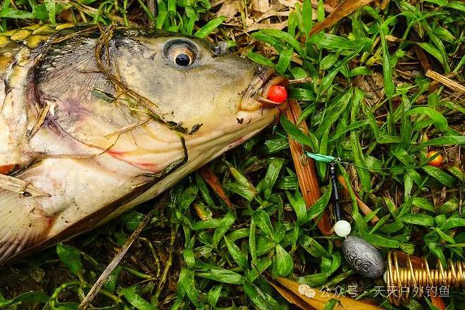 釣魚技巧視頻手桿釣鯉魚實戰_釣鯉魚視頻真實_釣鯉魚視頻野釣實戰高清