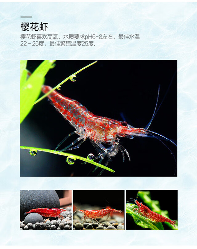 湖北養殖小龍蝦_湖北龍蝦養殖_湖北龍蝦養殖基地好多錢一斤