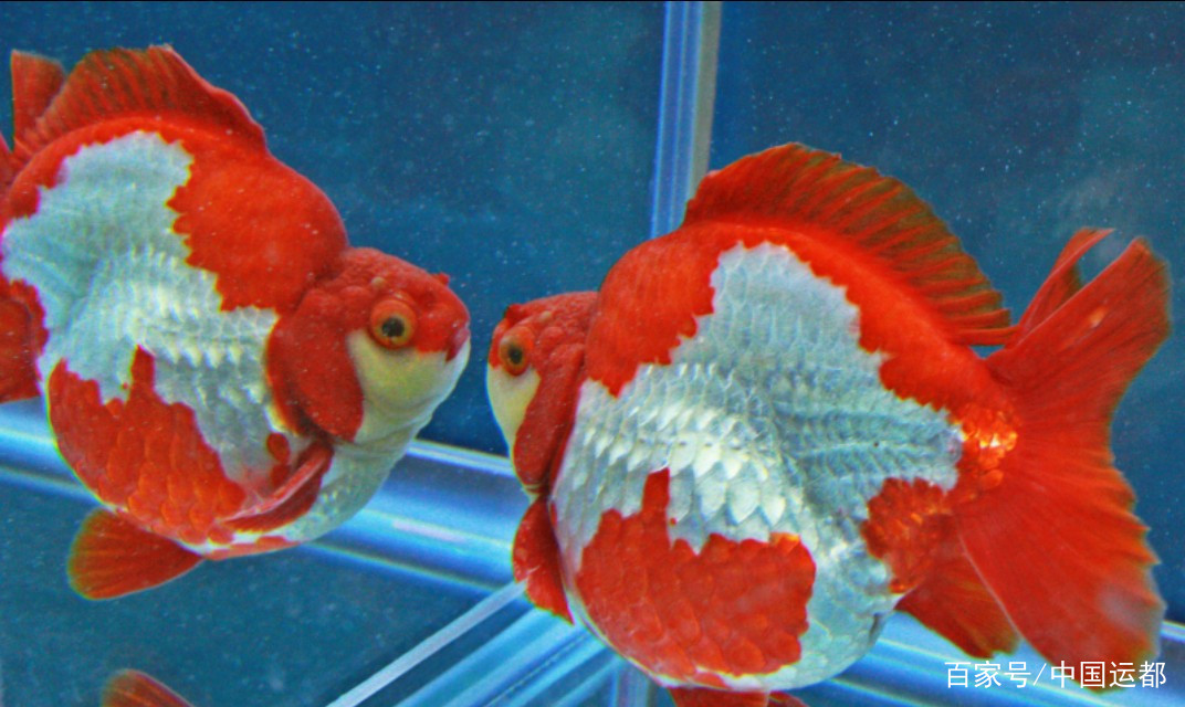 澳洲彩虹魚是什么魚_澳洲彩魚虹魚是什么魚_澳洲彩魚虹魚是什么顏色