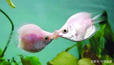 澳洲彩魚虹魚是什么魚_澳洲彩魚虹魚是什么顏色_澳洲彩虹魚是什么魚