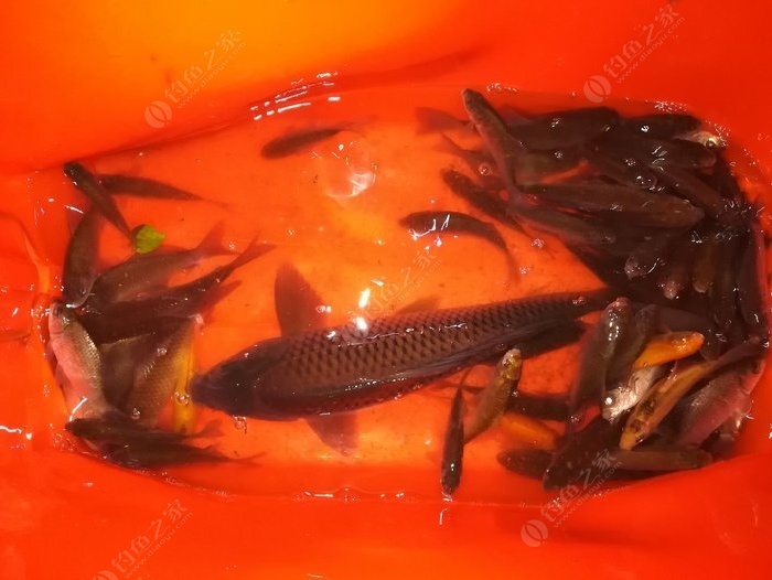 老鬼視頻學釣魚_老鬼野釣視頻_老鬼釣魚視頻大全夜釣